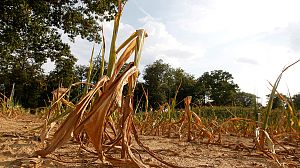 La sequía en Estados Unidos dispara el precio del grano