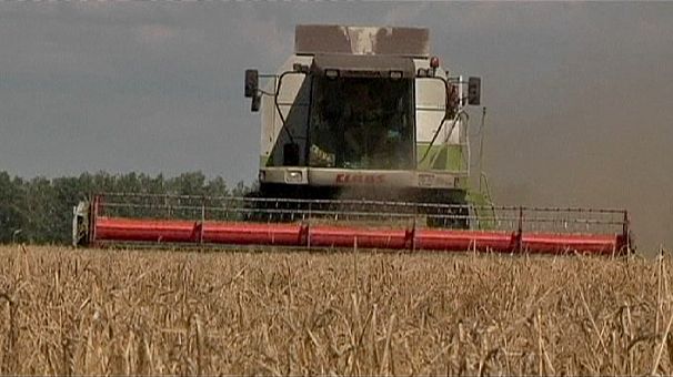 US biofuel policy a threat to global food supply