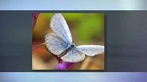Mutant butterflies near damaged nuclear plant