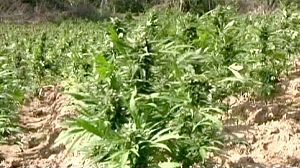 La ONU colaborará con México para acabar con las plantaciones ilegales de marihuana