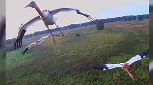 Russia launches flying school for birds