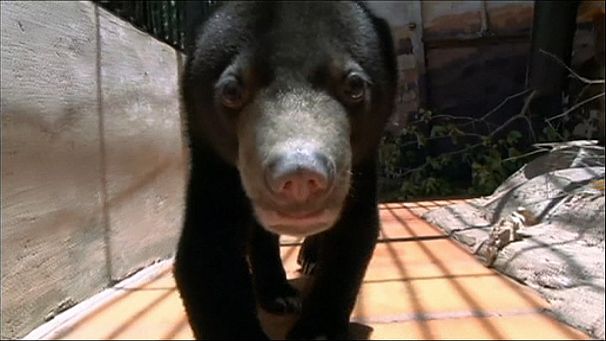 Cambodia’s endangered animals
