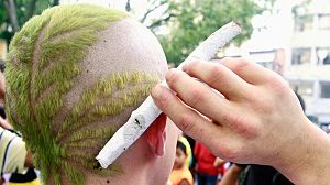 Study suggests IQ risks for young cannabis users