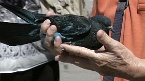 Venice in a flap over ‘pigeon art’