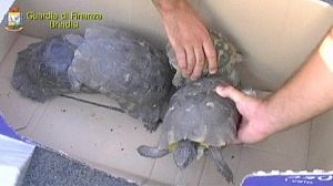 Rare reptiles discovered by Brindisi border police