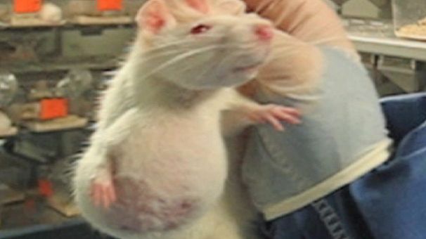 GMO rat lab gets serious