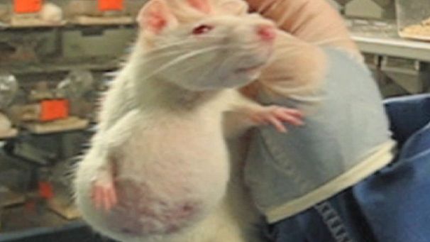 GMO rat lab gets serious