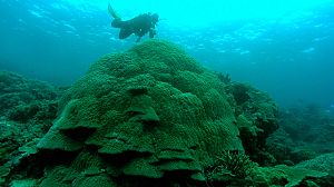Great Barrier Reef coral cover cut by half