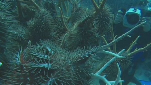 Australia, la barriera corallina in pericolo