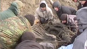Eleven-year-old boy finds remains of mammoth