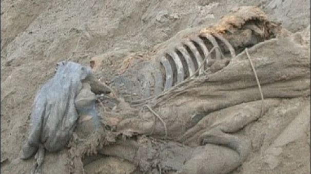 Mammoth skeleton found in Siberia
