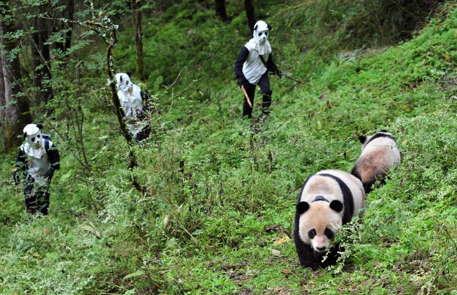 Chinese panda people go incognito Chinese panda people go incognito