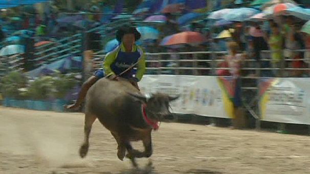 Buffalo Racing Festival in Thailand