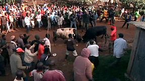 Presidential bullfight in Kenya – nocomment