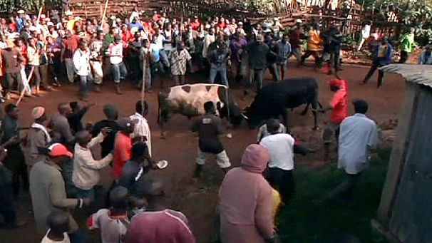 Presidential bullfight in Kenya