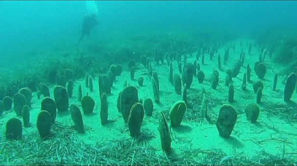 Protecting the Giant Mussels of the Italian coast