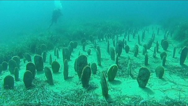Protecting the Giant Mussels of the Italian coast
