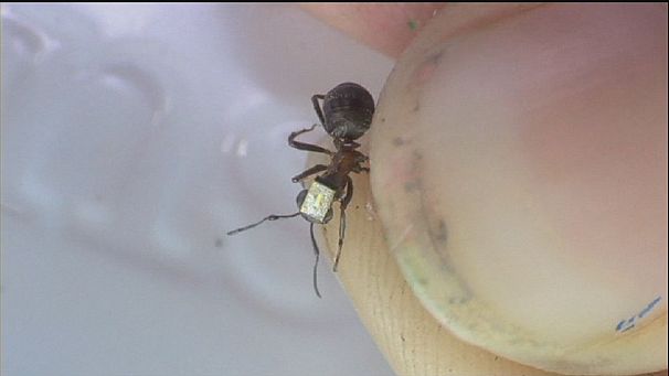 Les fourmis suivies à la trace