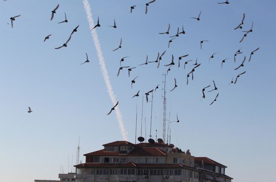 Birds and rockets in the Gaza sky Birds and rockets in the Gaza sky