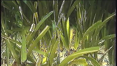 Protecting posidonia seagrass Protecting posidonia seagrass
