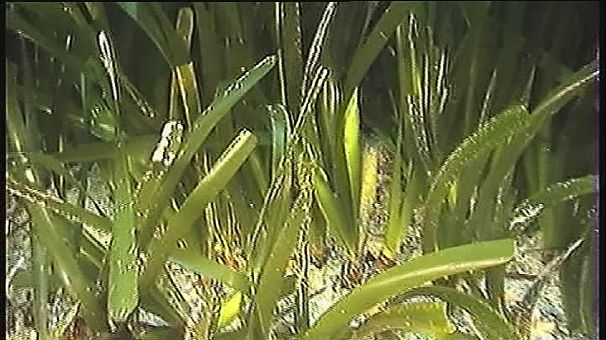 Protecting posidonia seagrass
