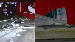 Explosion d’un aquarium en Chine