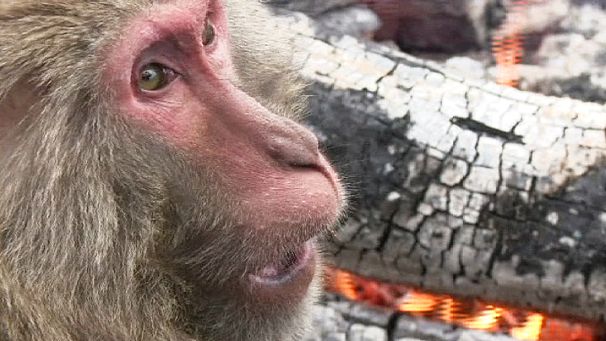 Monkeys play with fire in Japanese zoo