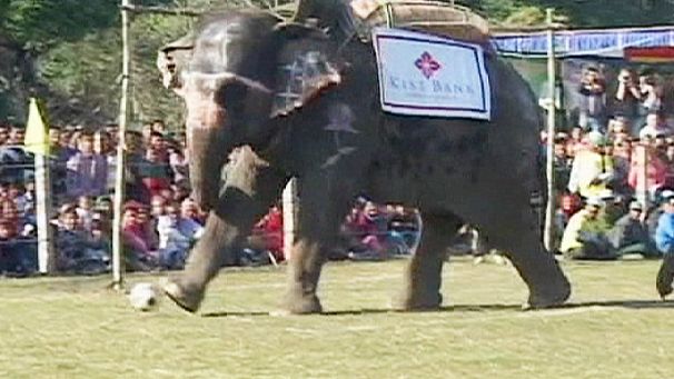 Footballing elephants go tusk to tusk