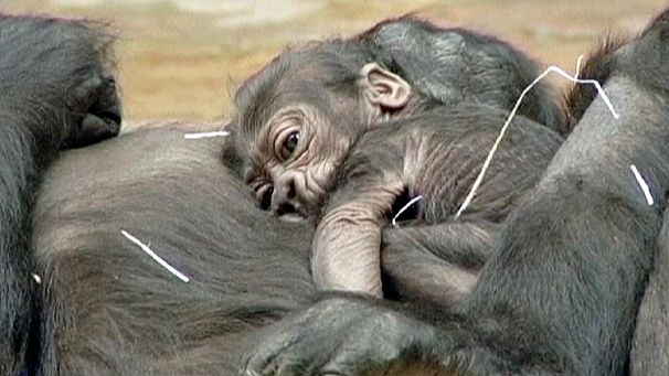 Baby gorilla born in Prague