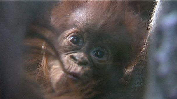 Baby boom at Chester Zoo