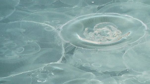 Jellyfish invade Balaclava Bay