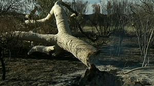 Australie: deux arbres sacrés volontairement brûlés