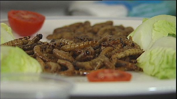 Bugs for breakfast, anyone?
