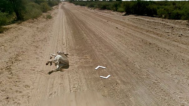 Google denies donkey hit-and-run