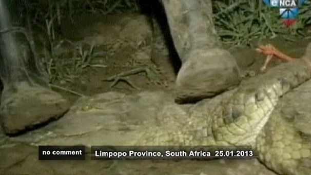 S Africa: 15,000 crocodiles vanish