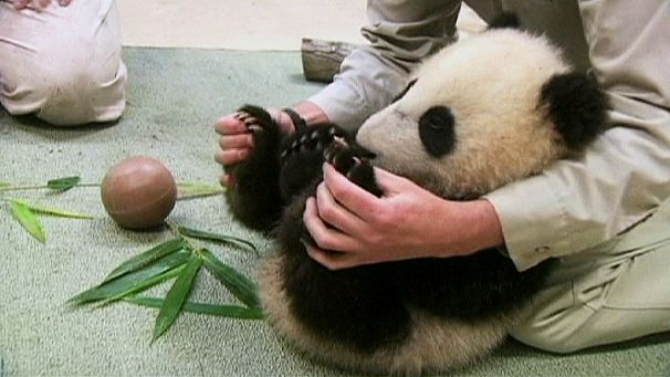 Panda cub’s difficult check-up