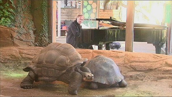 Clayderman fails to inspire London Zoo Tortoises