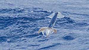 Flying squid outruns Usain Bolt
