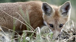 Baby attacked by fox