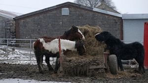 Britain promises ‘relentless’ probe into horsemeat scandal
