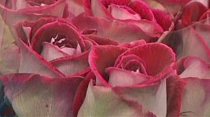 Dutch florists FloraHolland set for Valentine’s