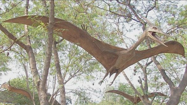 Flying lizard set to change the textbooks