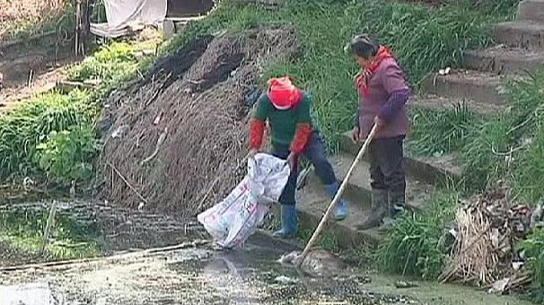 Thousands of pigs found floating in major Chinese river