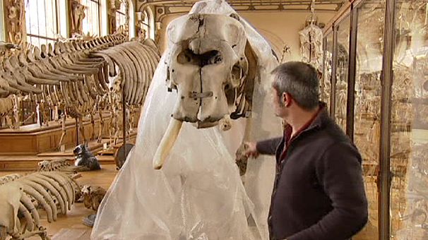 Parigi, taglia la zanna a uno scheletro di elefante, arrestato