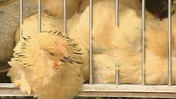 Cina: 2 morti per influenza aviaria