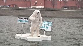 Niedźwiedź polarny popłynął rzeką Moskwą
