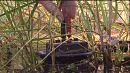 science: Heats, shoots, and leaves – Electricity from living plants