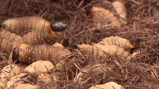 Fao: gli insetti cibo del futuro, ottimi e abbondanti