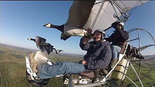 Flying with birds