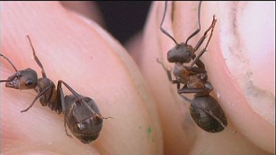 La caméra puce qui fait mouche La caméra puce qui fait mouche